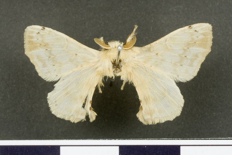 Ocinara moorei Male
